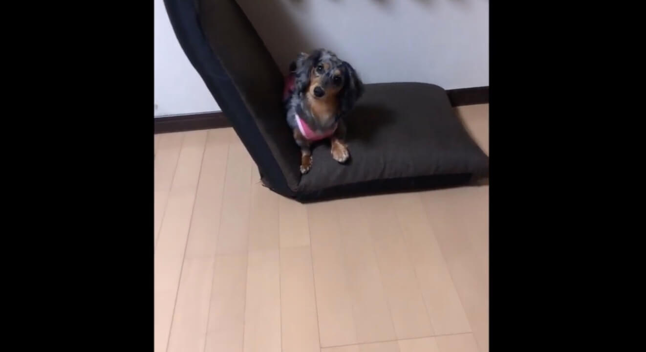 ダックスフンド,動画