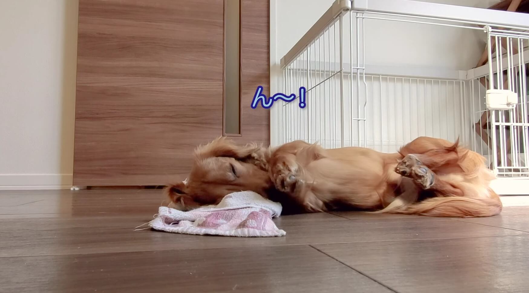 ダックスフンド,動画