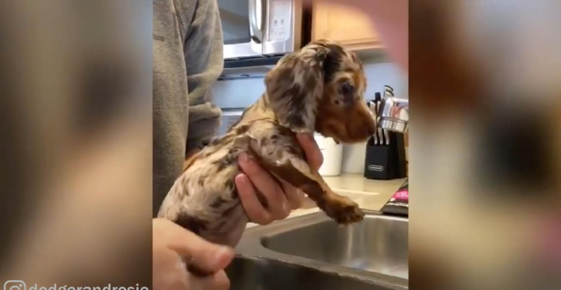 ダックスフンド,動画