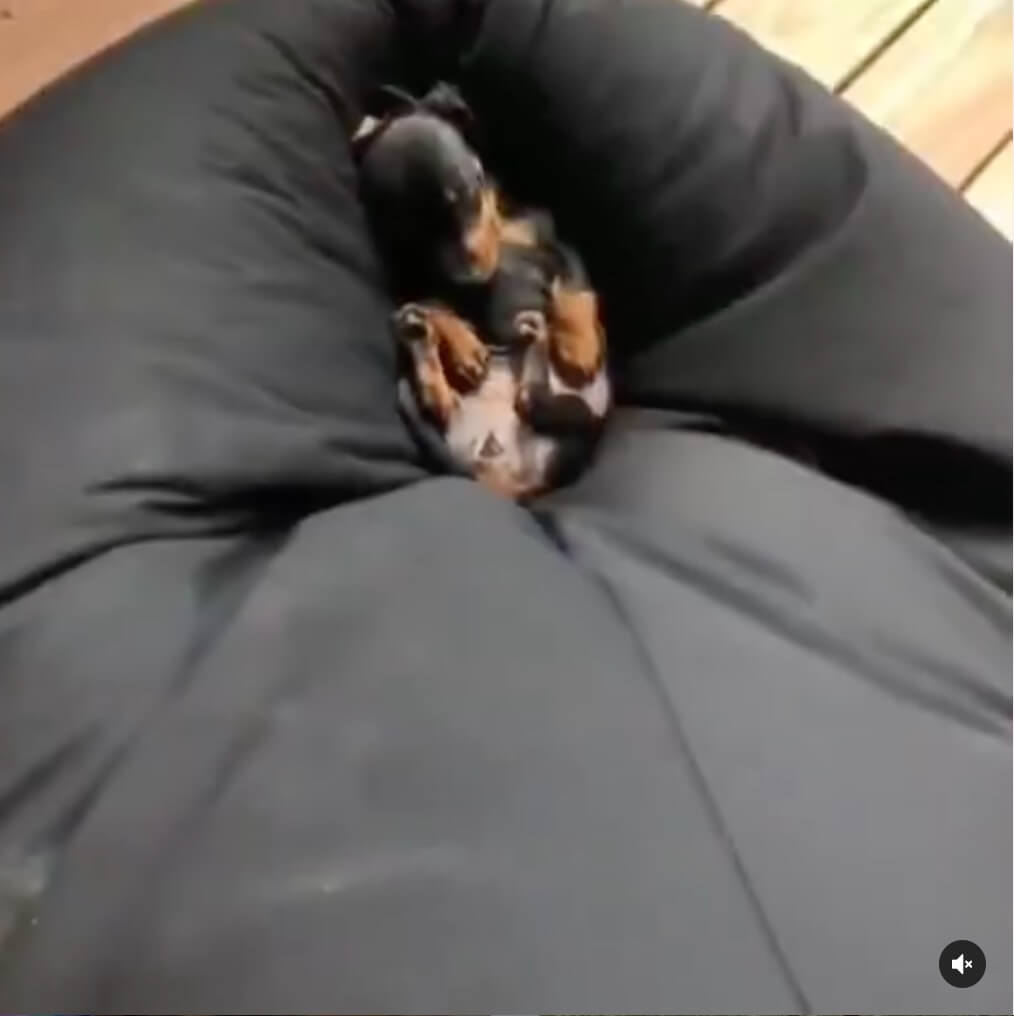 ダックスフンド,動画