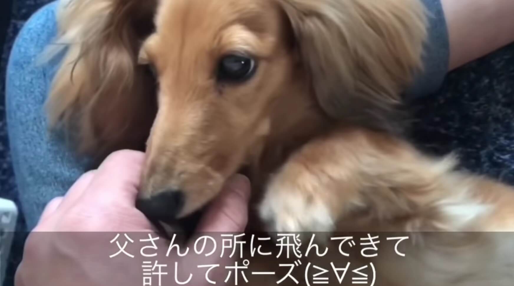 ダックスフンド,動画