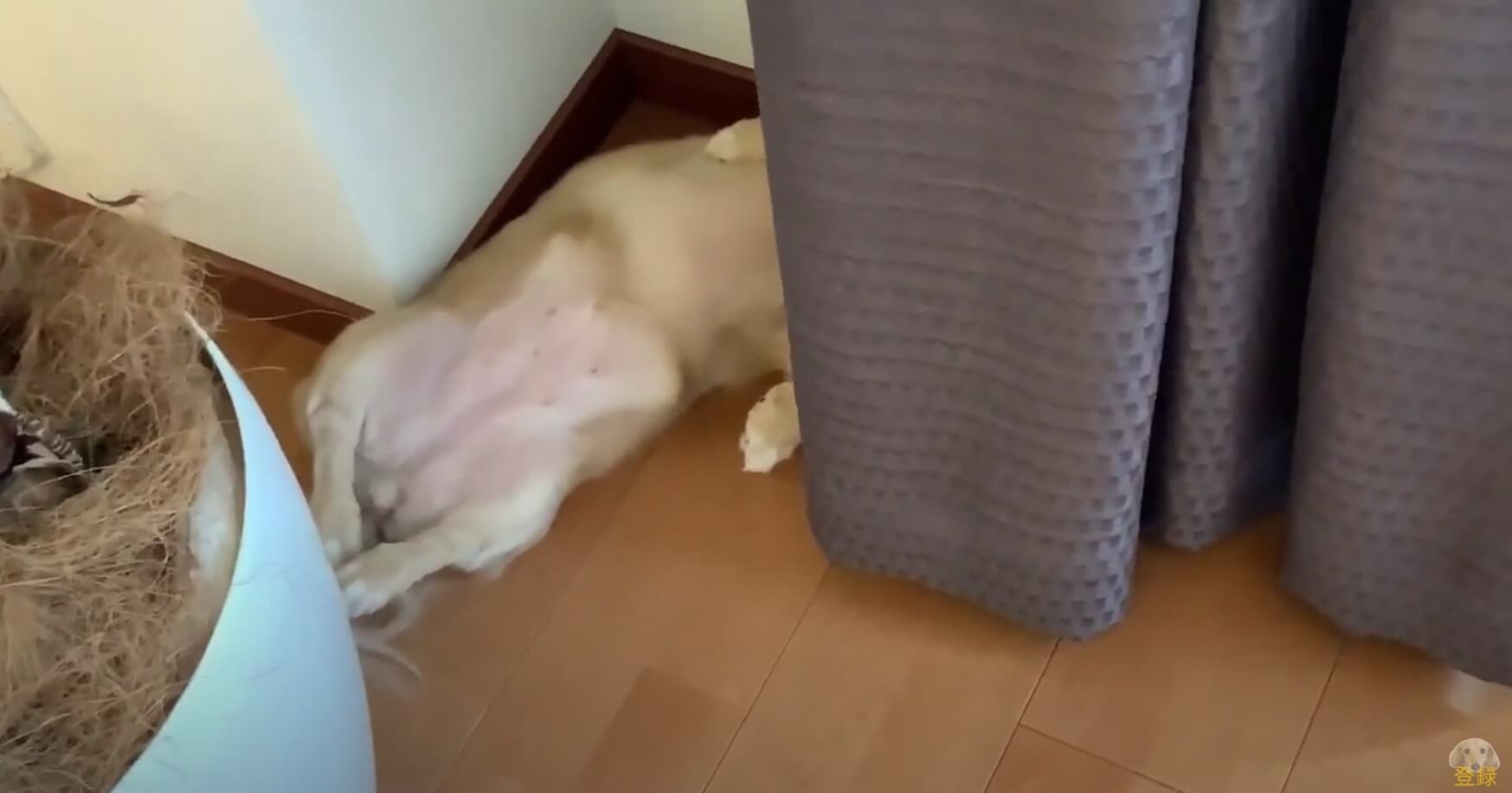 ダックスフンド,動画