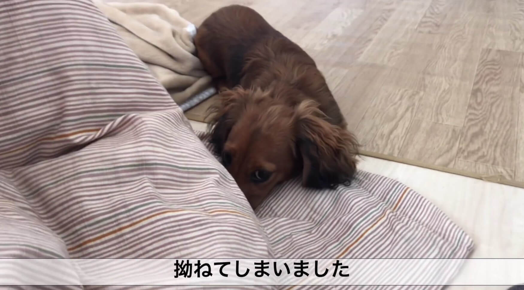 ダックスフンド,動画