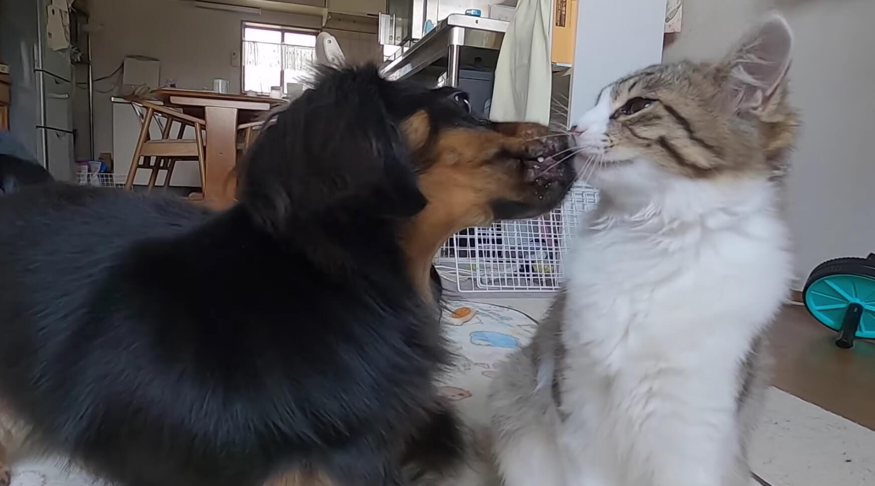 ダックスフンド,動画