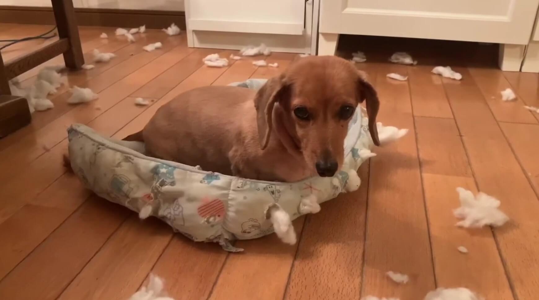 ダックスフンド,動画