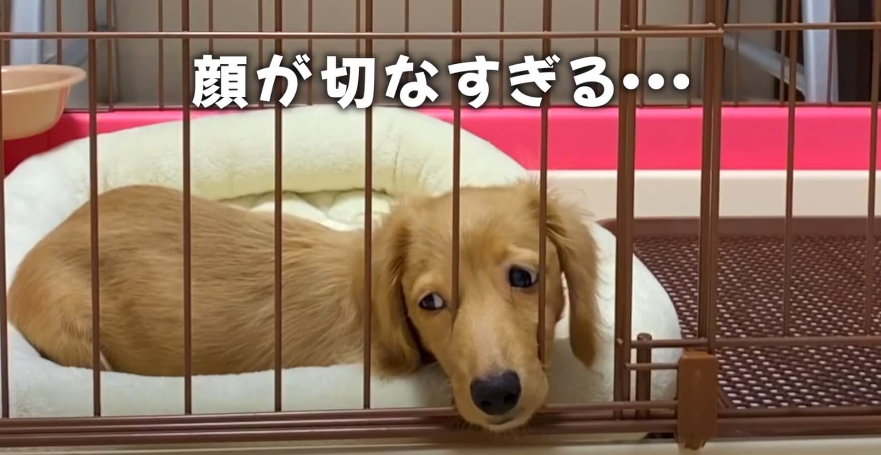 ダックスフンド,動画