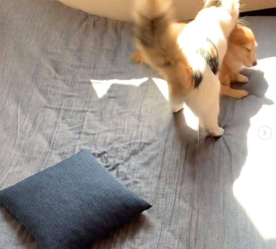 ダックスフンド,動画