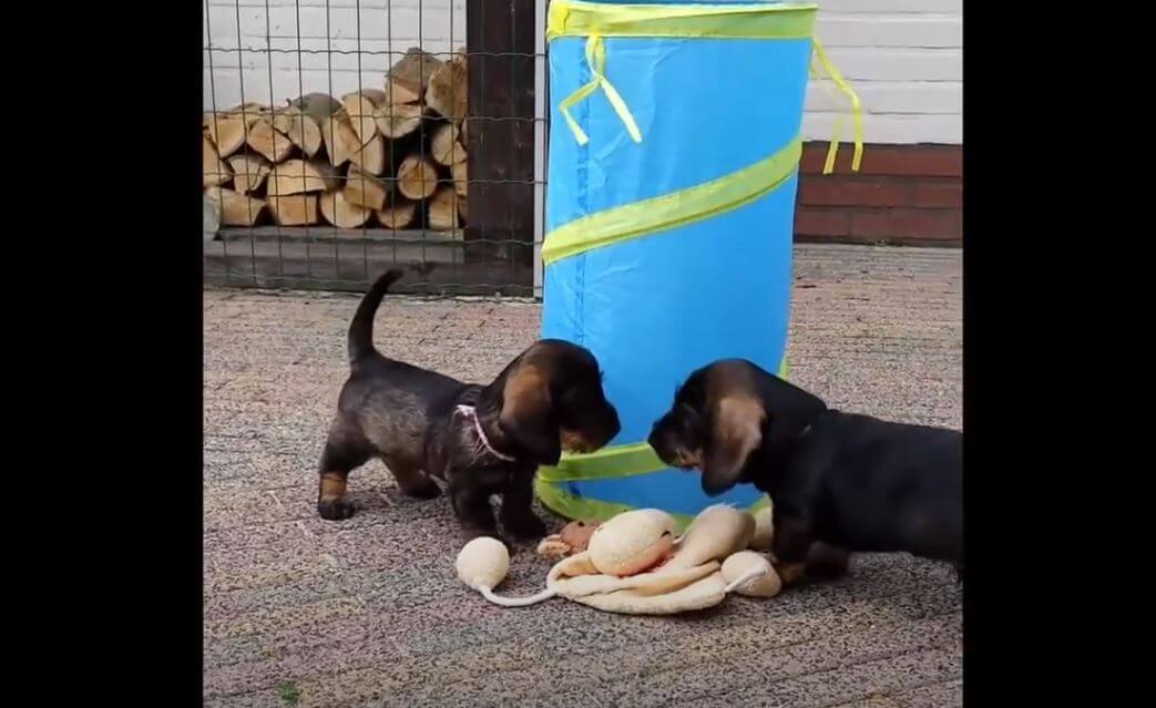 ダックスフンド,動画