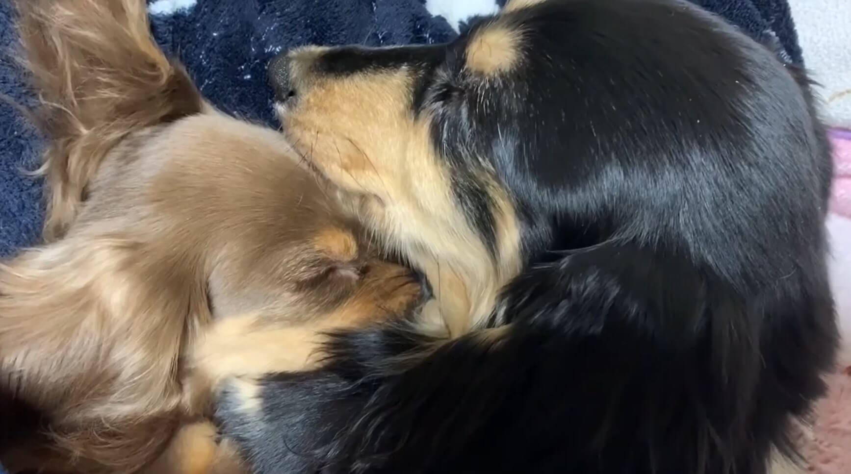 ダックスフンド,動画