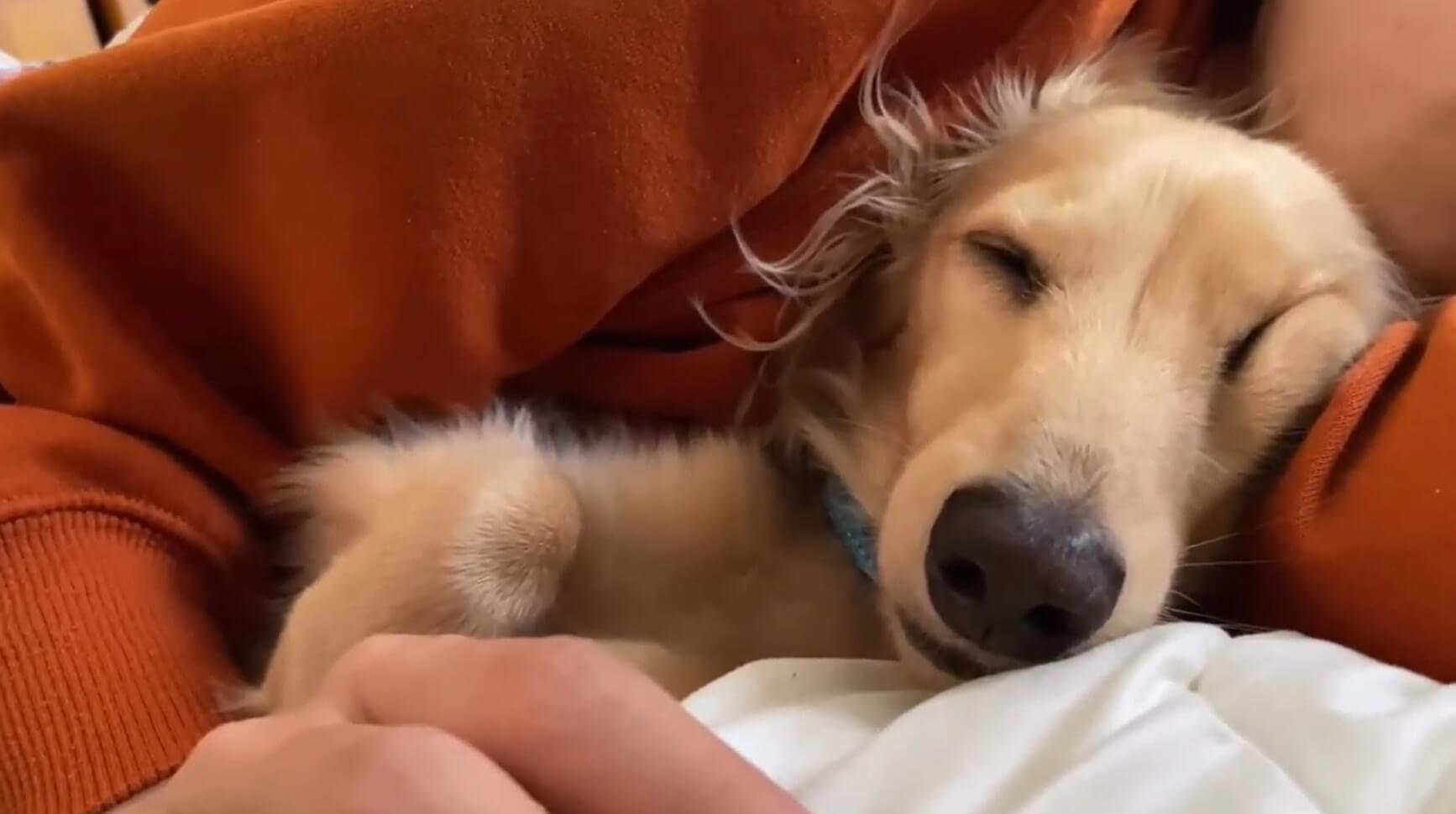 ダックスフンド,動画