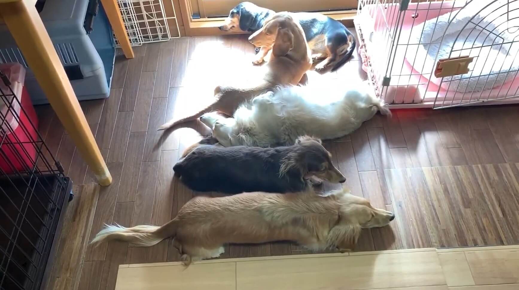 ダックスフンド,動画