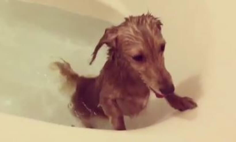 ダックスフンド,動画