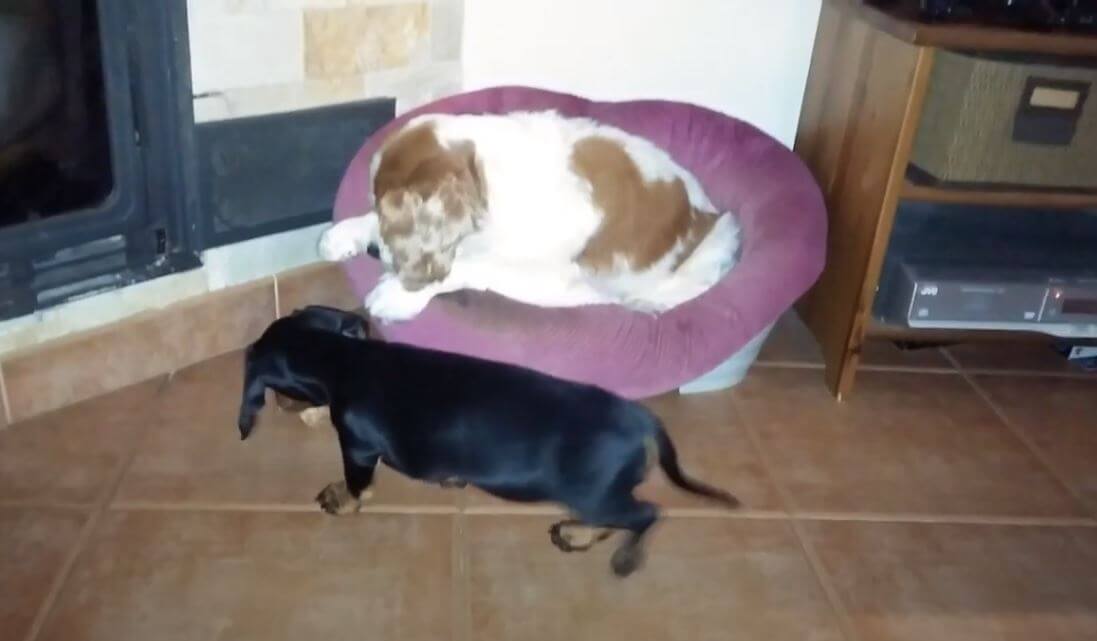 ダックスフンド,動画