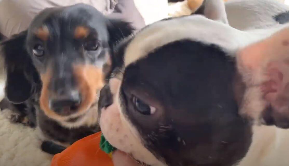 ダックスフンド,動画