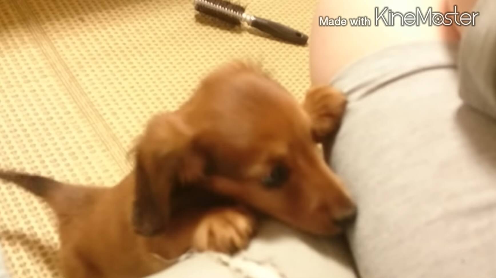 ダックスフンド,動画