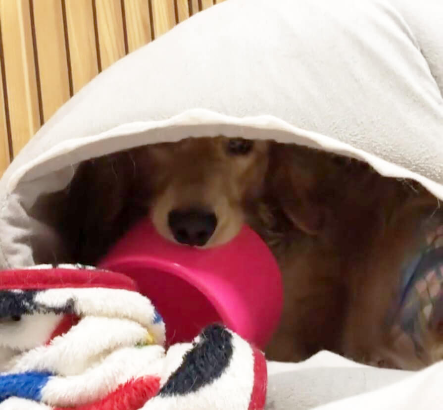 ダックスフンド,動画