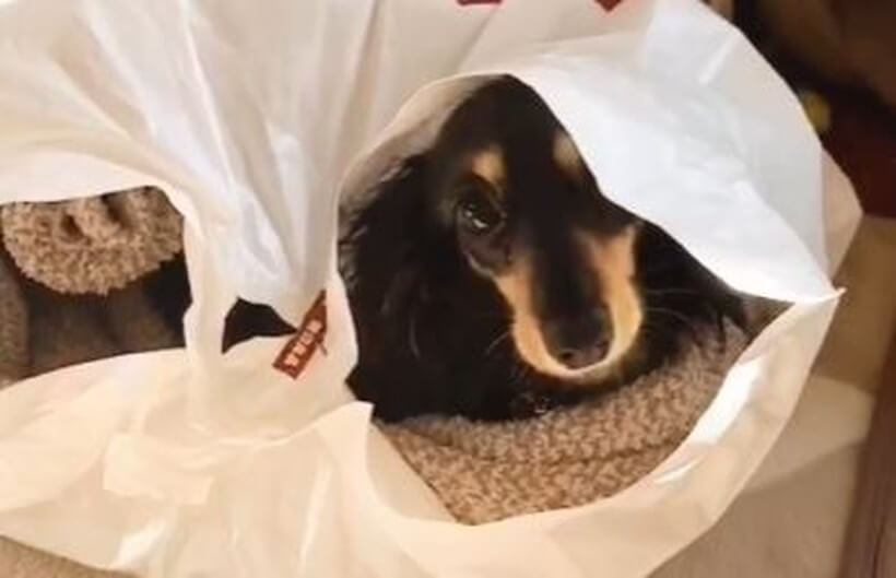 ダックスフンド,動画