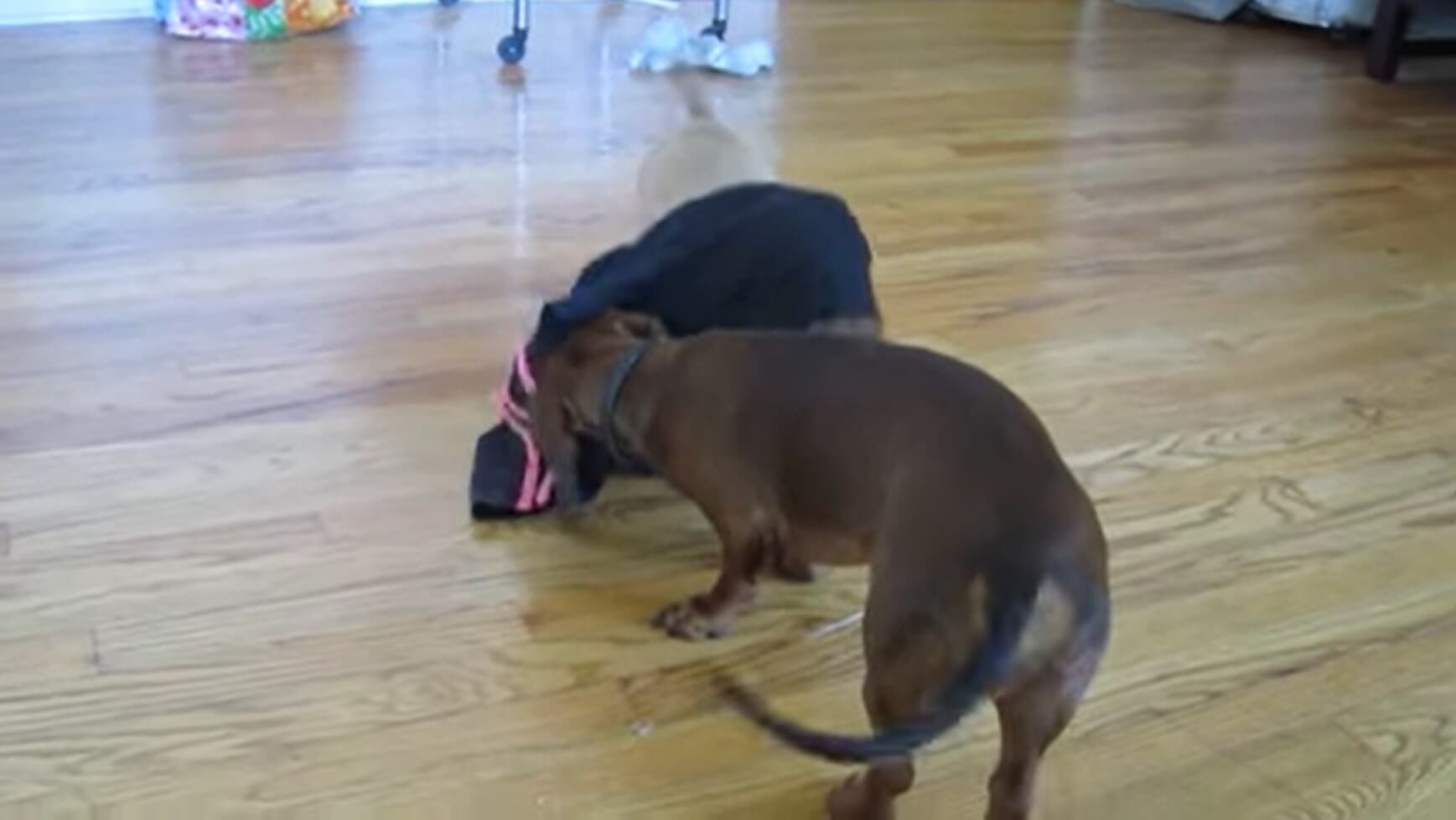 ダックスフンド,動画