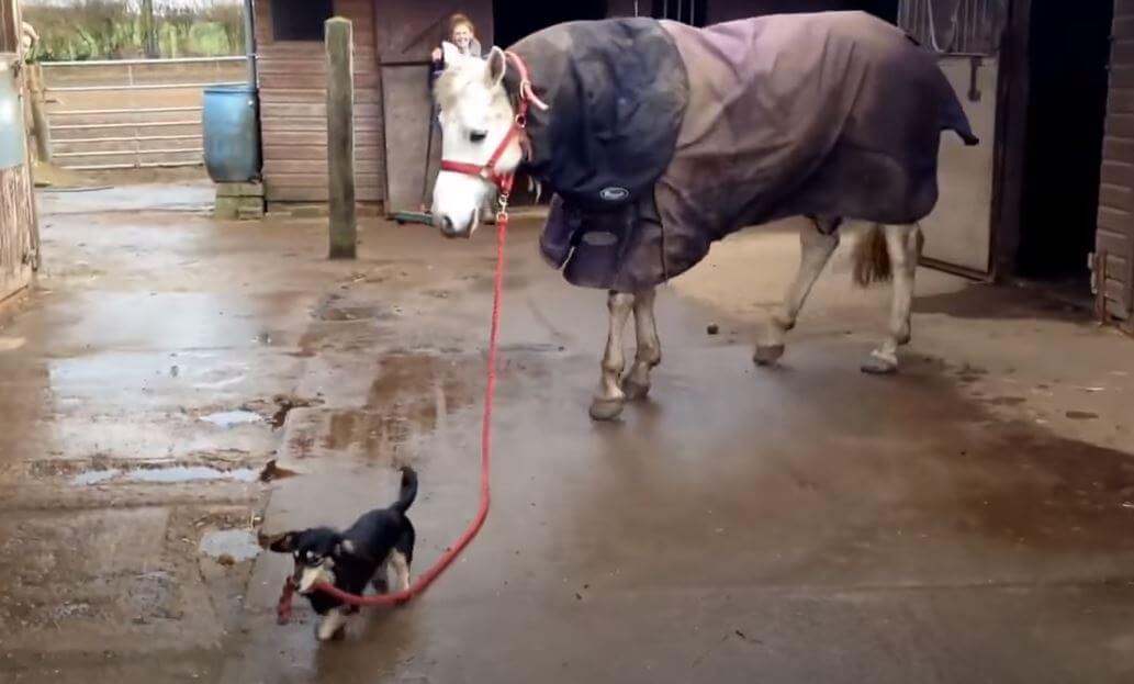 ダックスフンド,動画