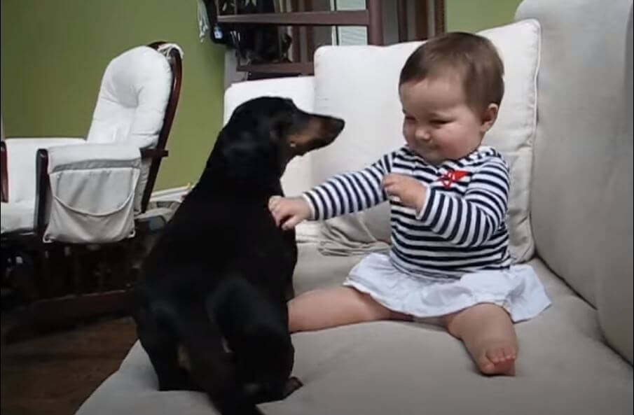 ダックスフンド,動画