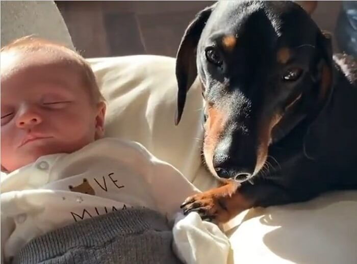 ダックスフンド,動画