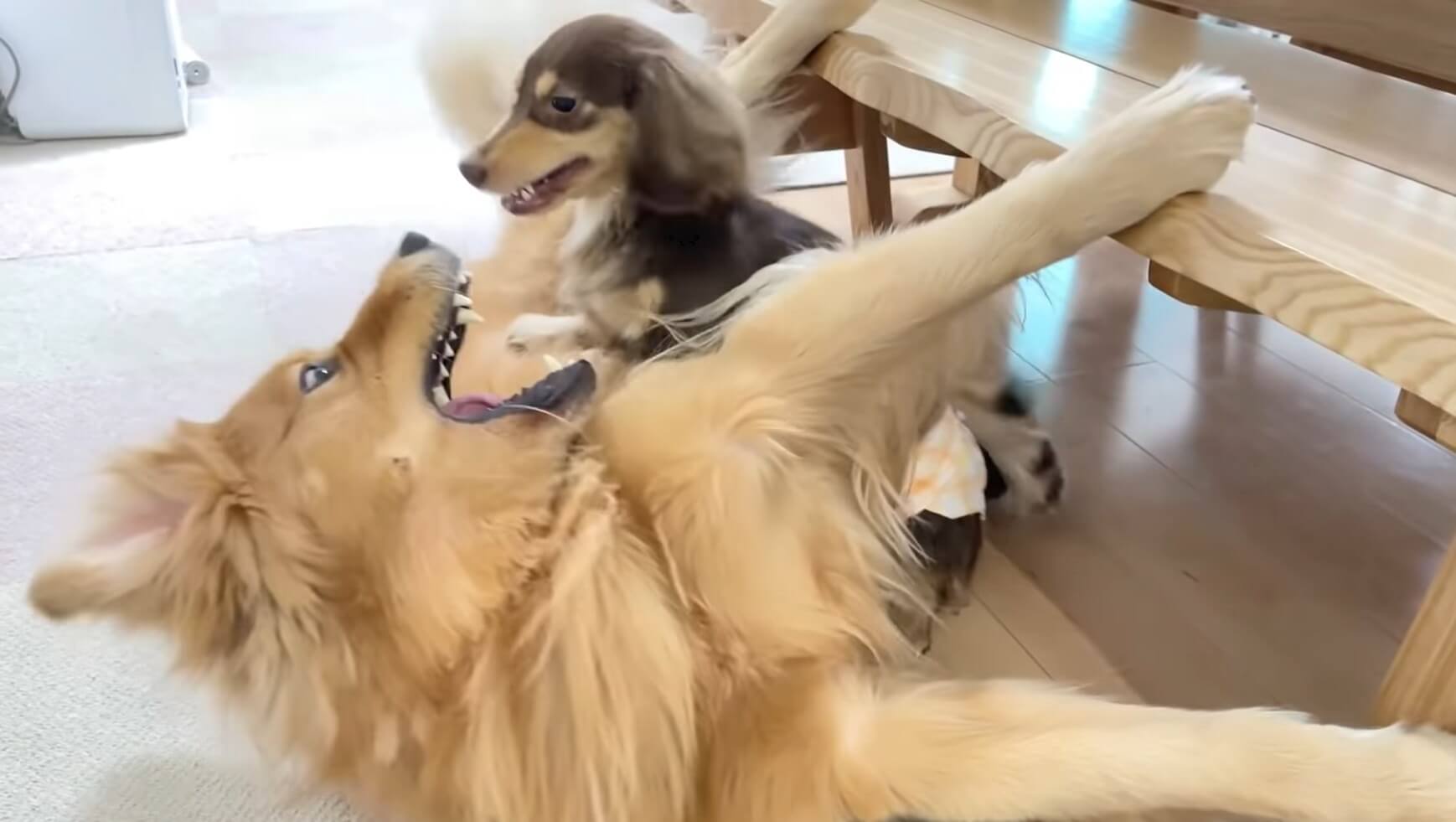 ダックスフンド,動画