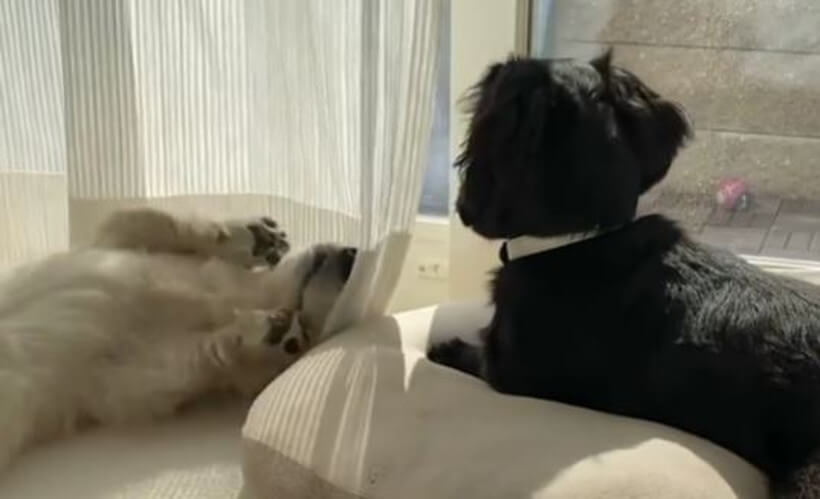 ダックスフンド,動画