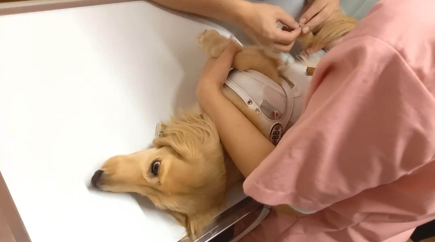 ダックスフンド,動画