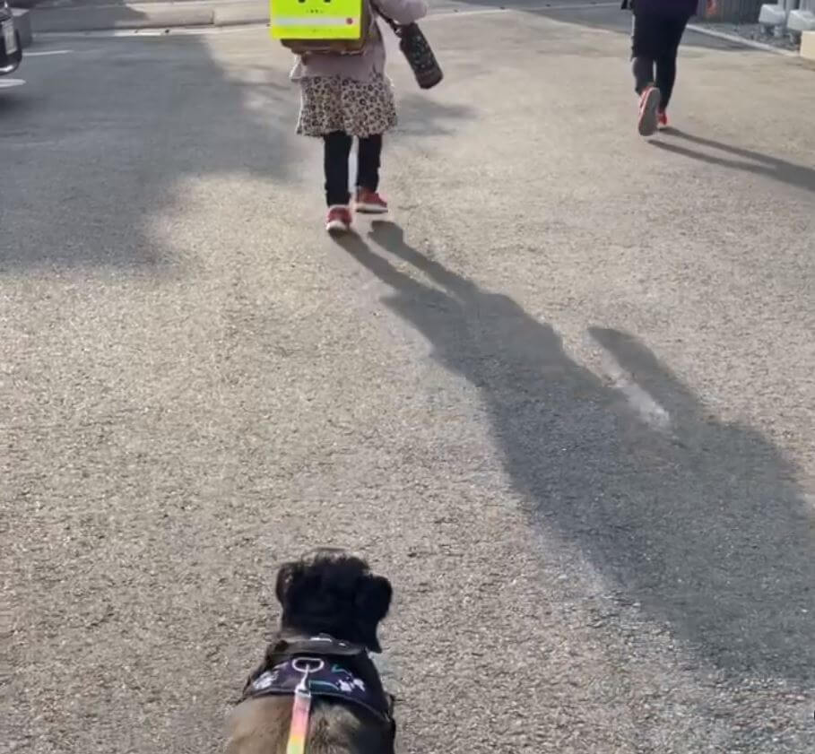 ダックスフンド,動画