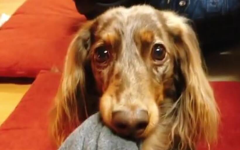 ダックスフンド,動画