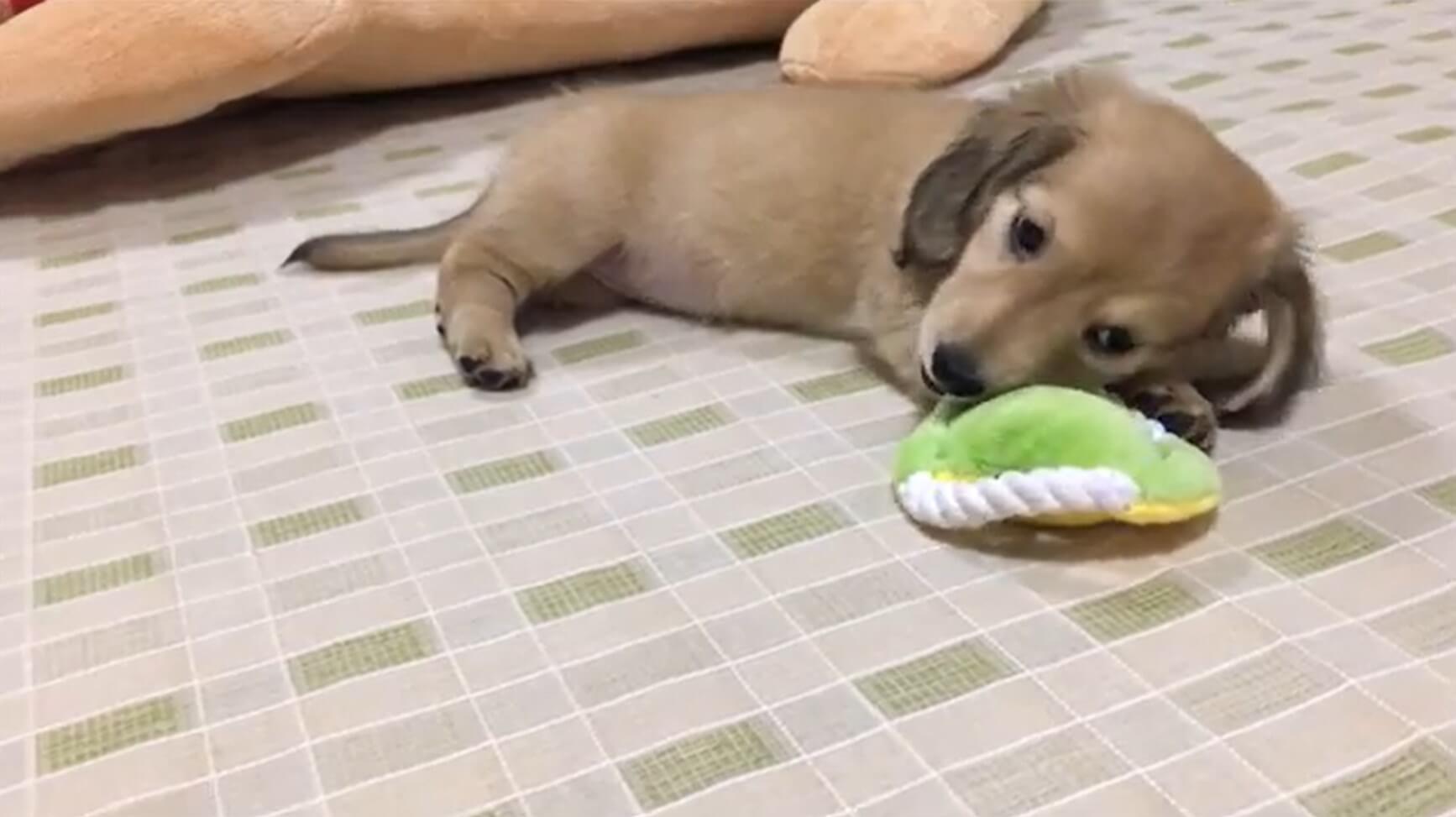 ダックスフンド,動画