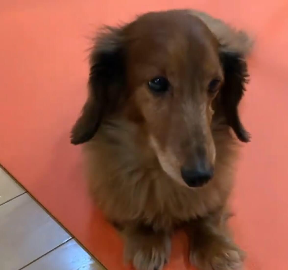 ダックスフンド,動画