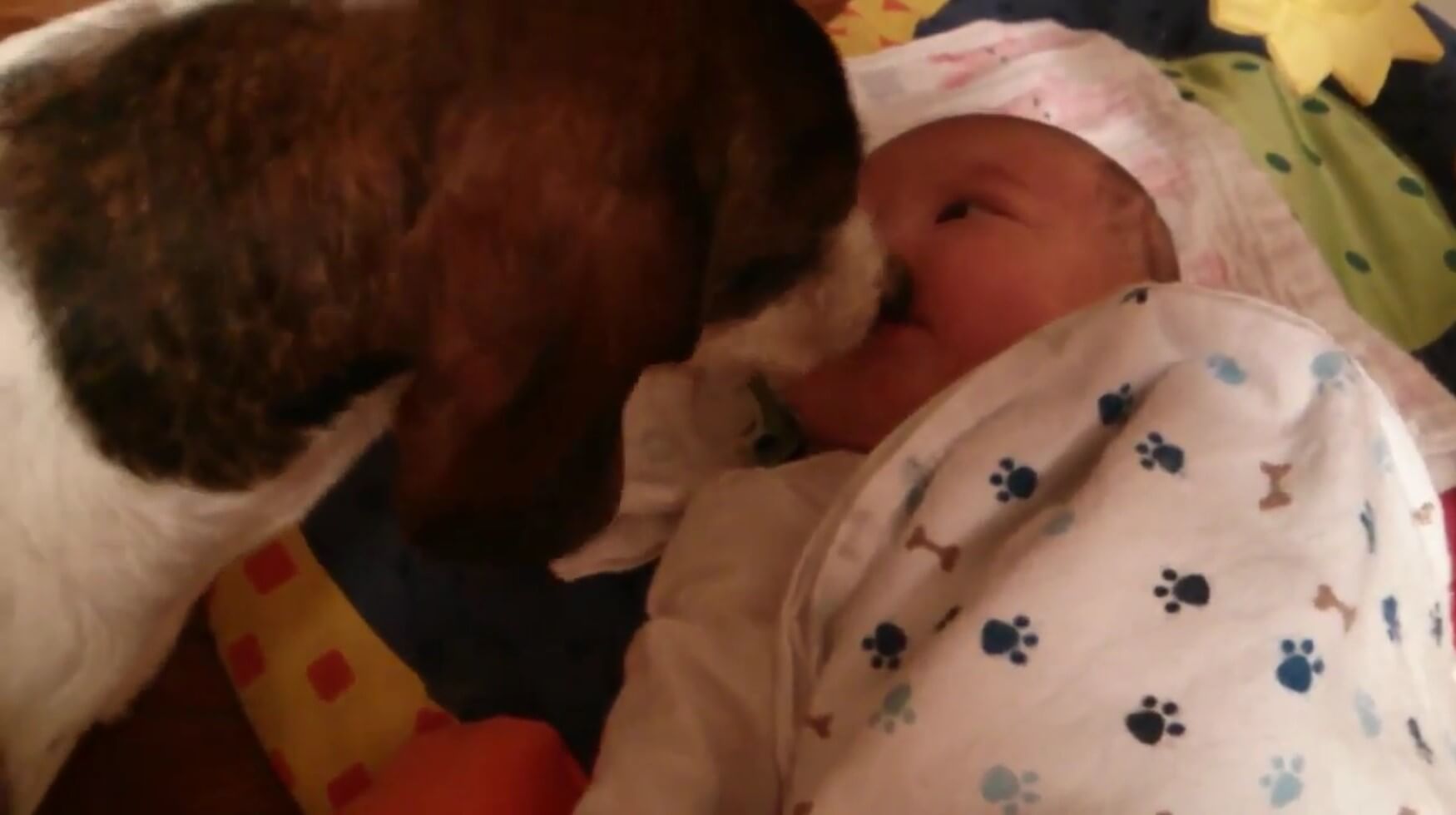 ダックスフンド,動画