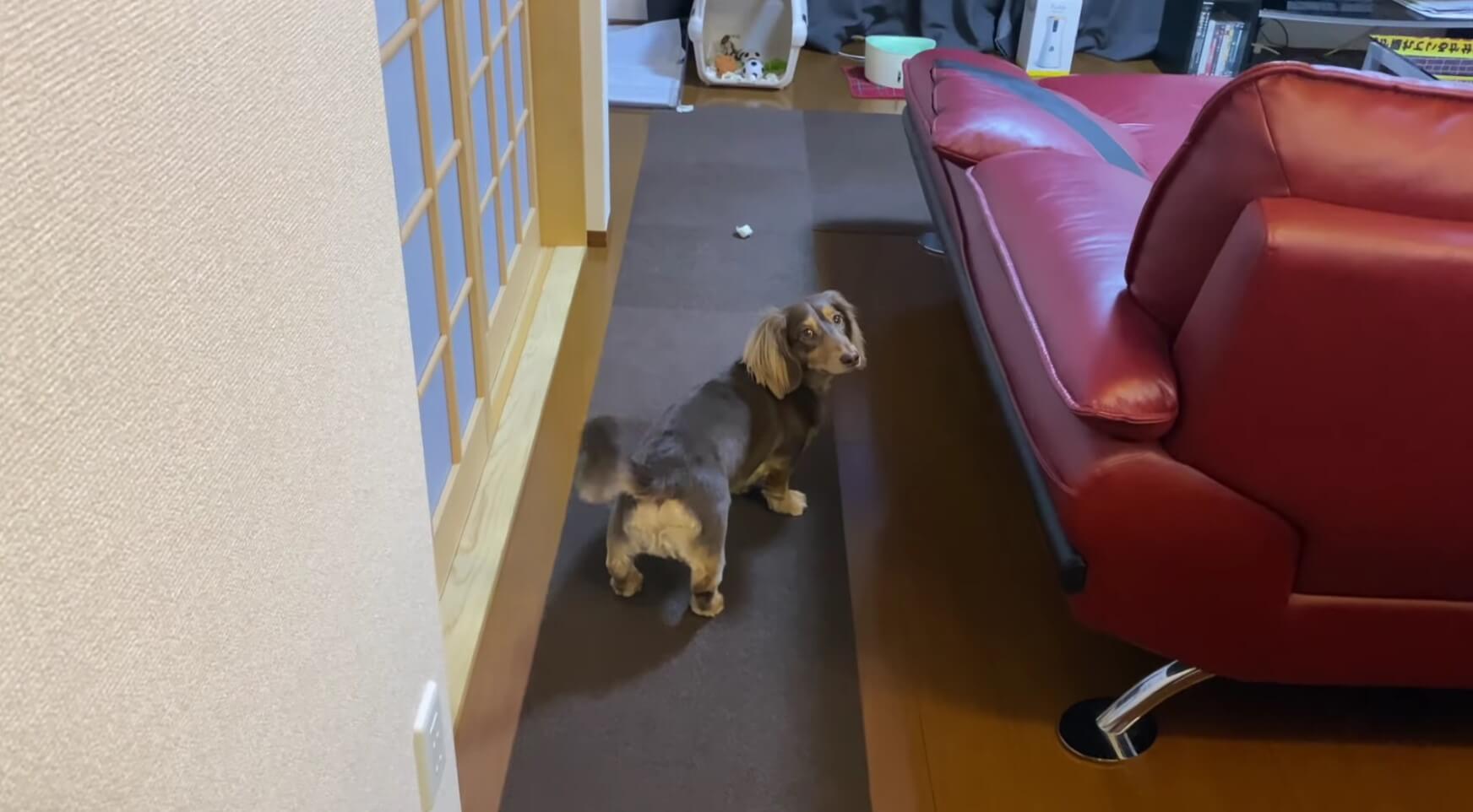 ダックスフンド,動画