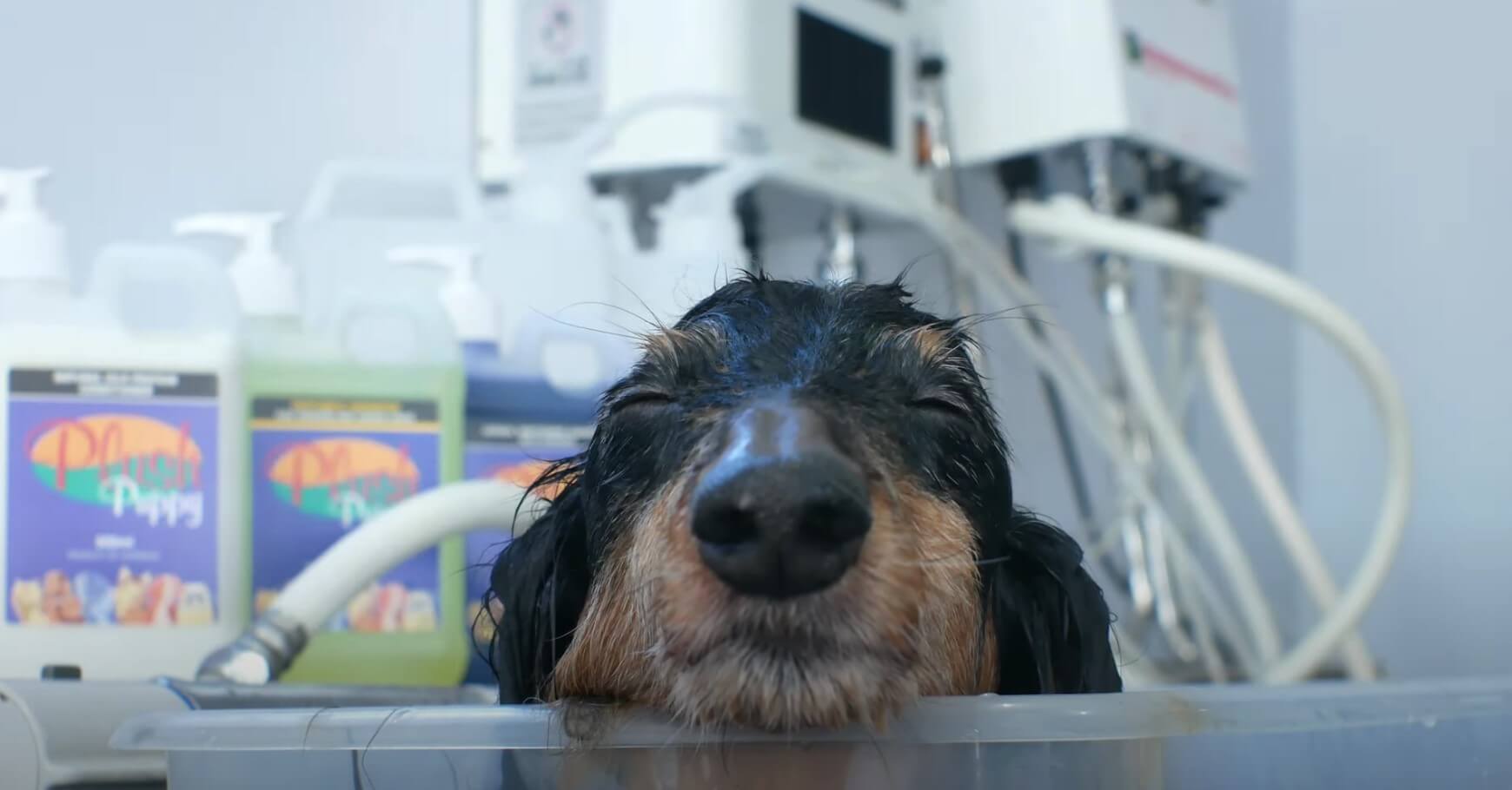 ダックスフンド,動画