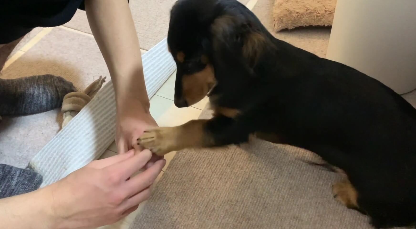 ダックスフンド,動画