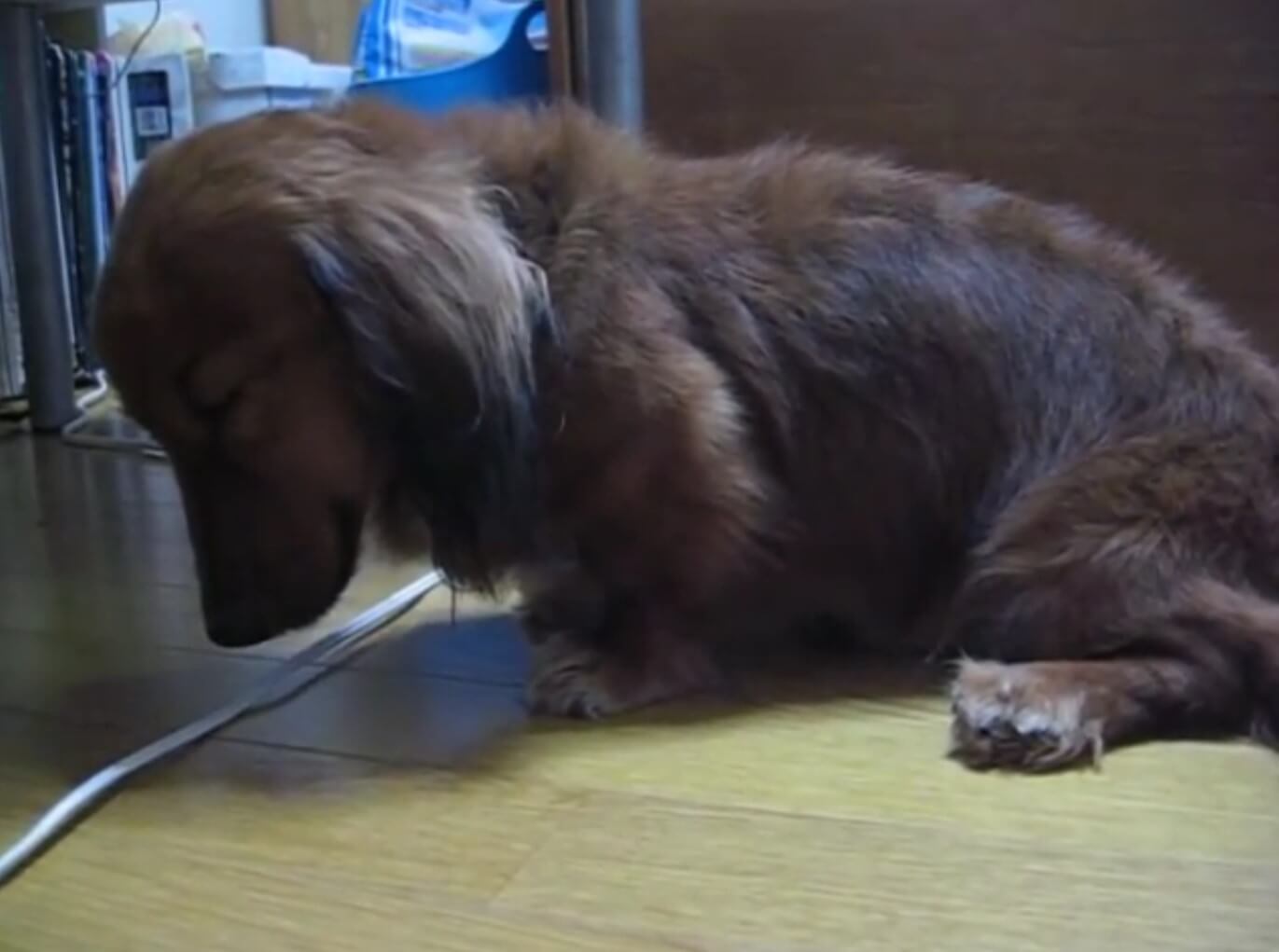 ダックスフンド,動画