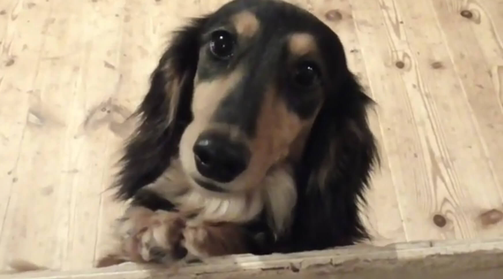 ダックスフンド,動画