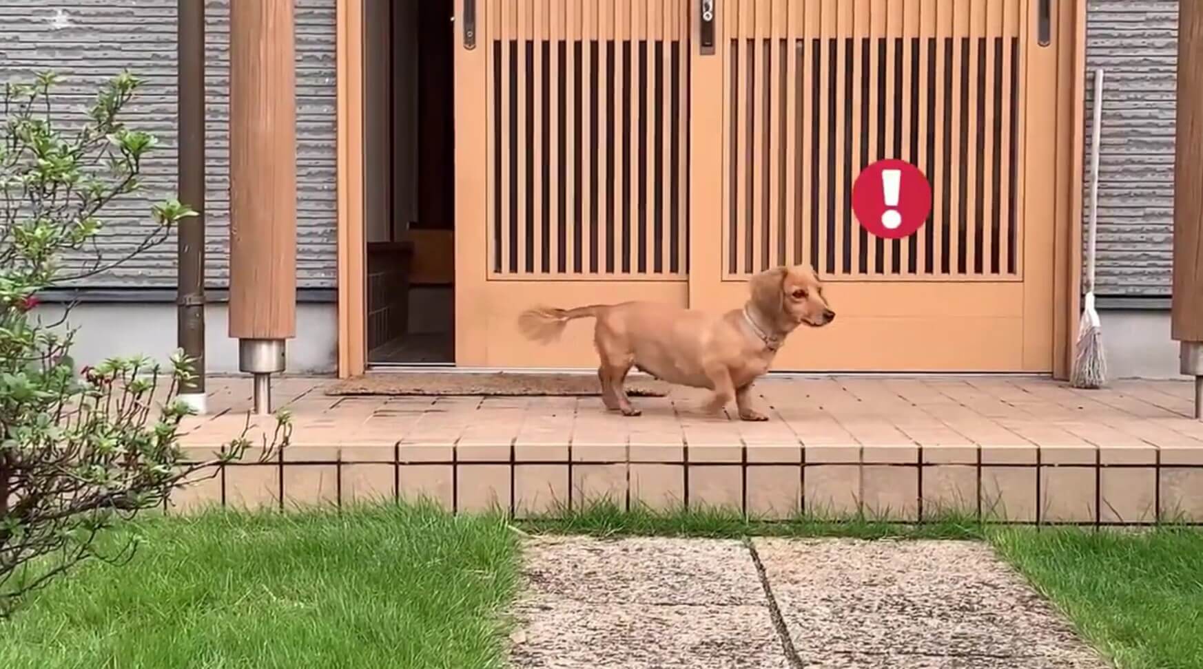 ダックスフンド,動画