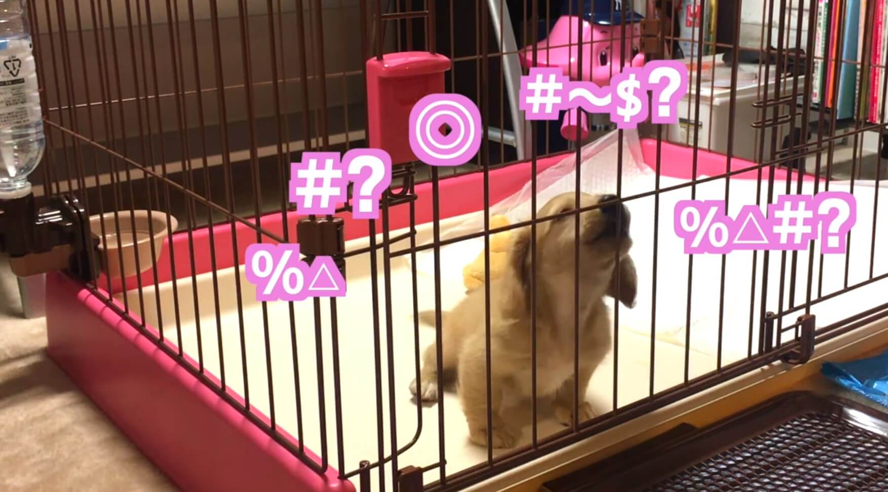 ダックスフンド,動画