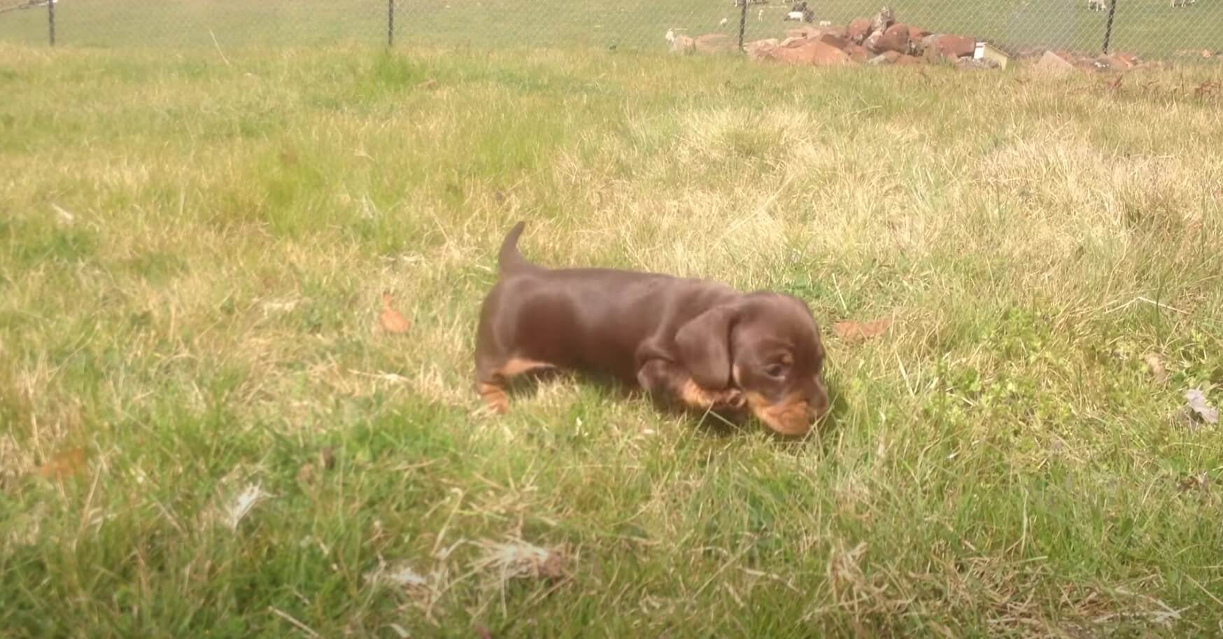 ダックスフンド,動画