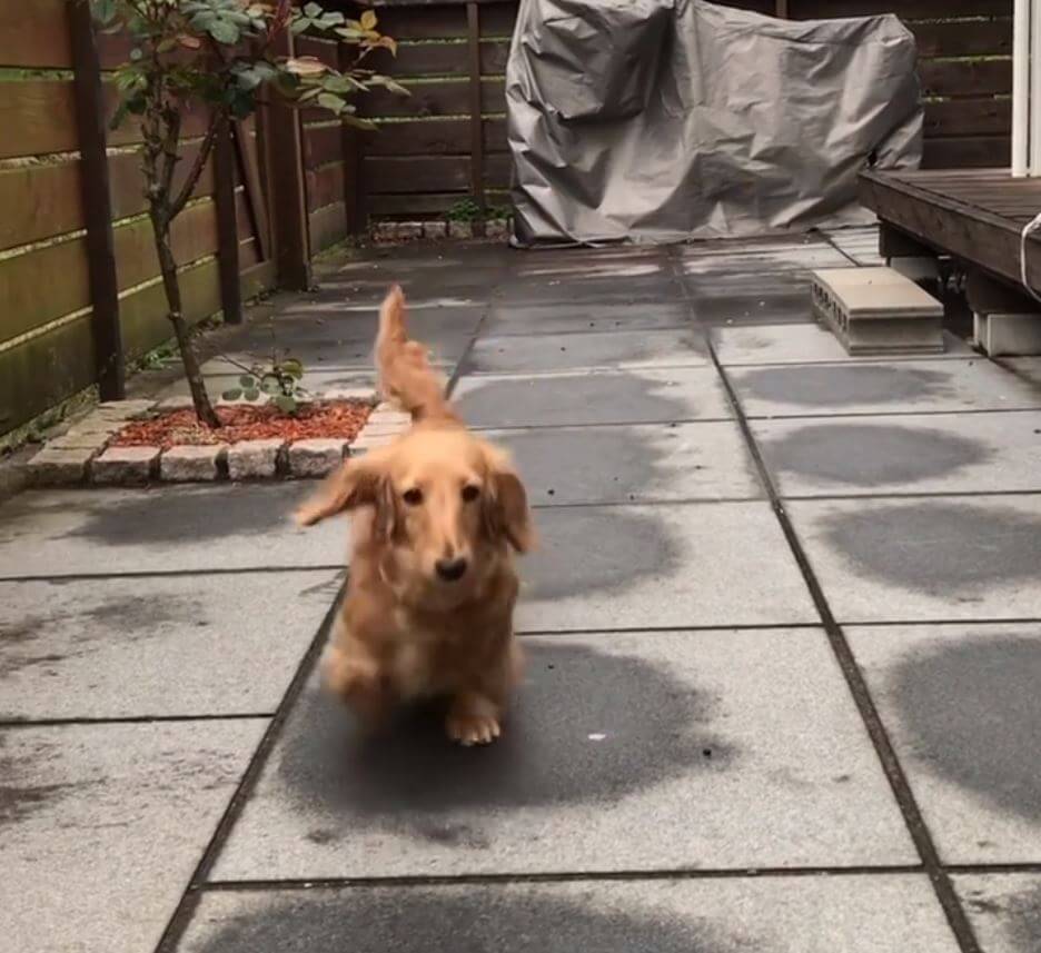 ダックスフンド,動画