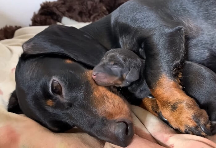 ダックスフンド,動画