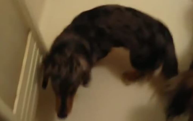 ダックスフンド,動画