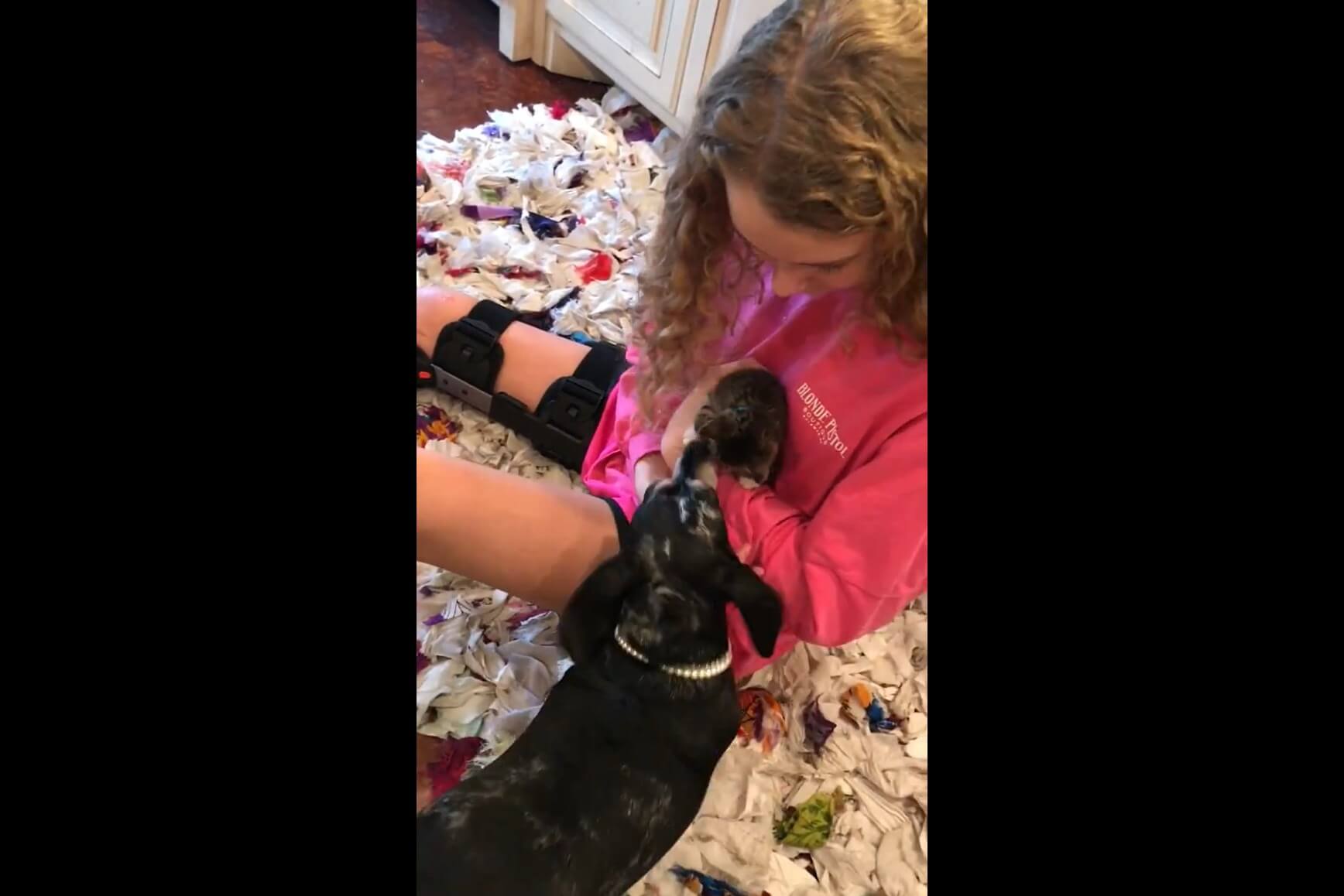 ダックスフンド,動画