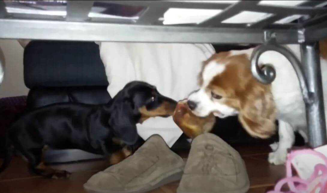 ダックスフンド,動画