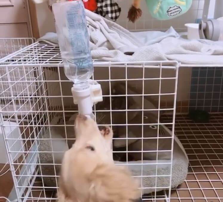 ダックスフンド,動画