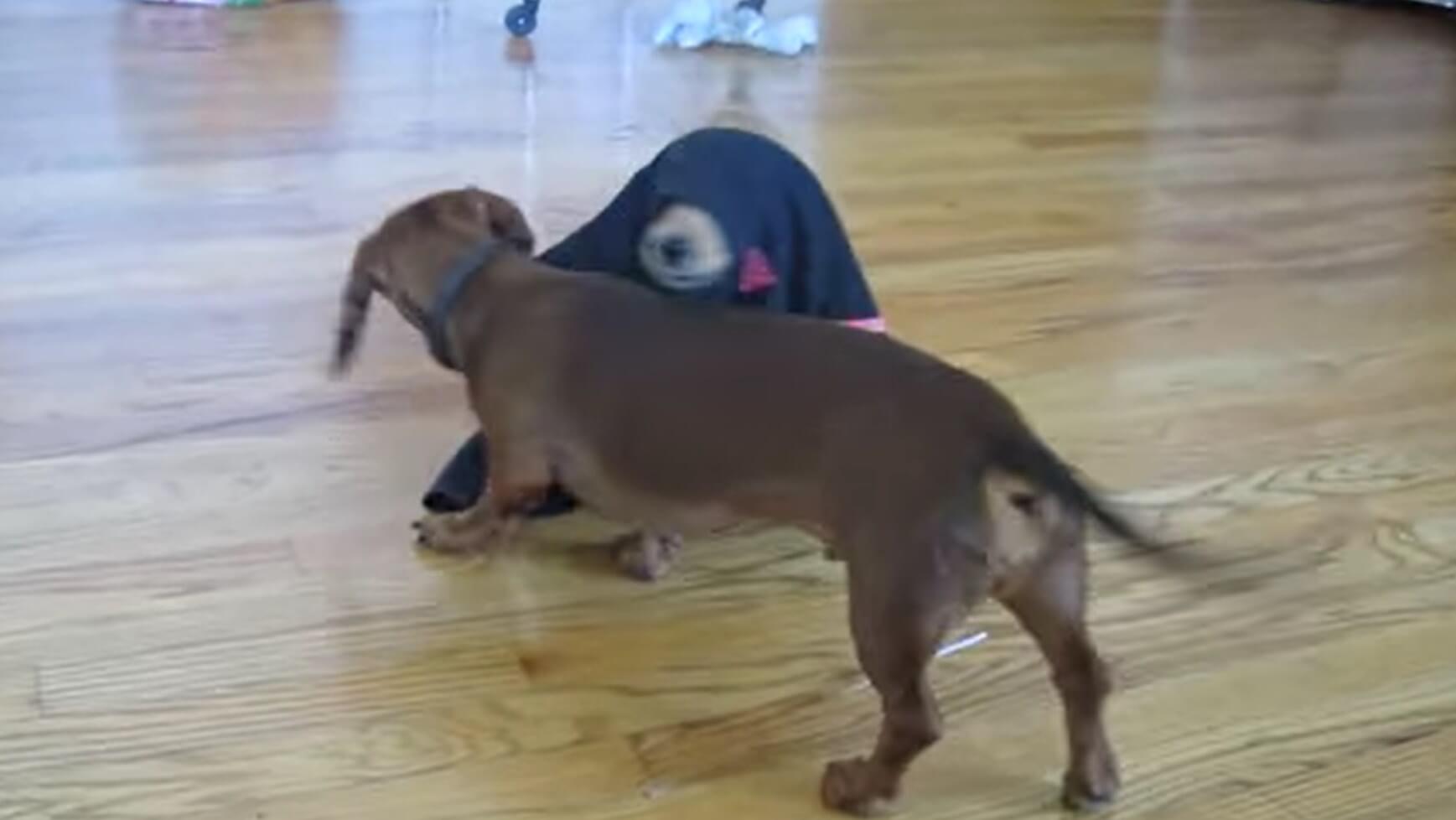 ダックスフンド,動画