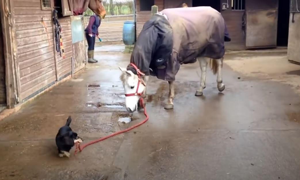 ダックスフンド,動画