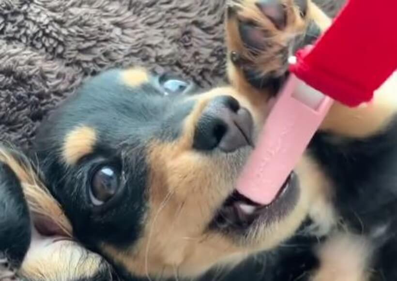 ダックスフンド,動画